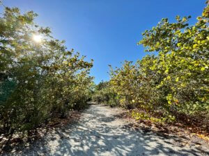 A beautiful trail shoots through Lovers Key State Park.