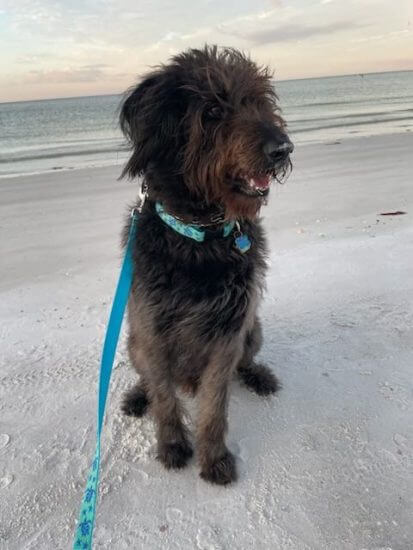 Shaggy brown dog sitting on the beach at sunset.